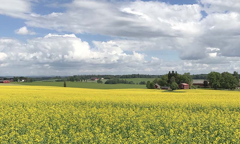 Høstoljevekster i åker