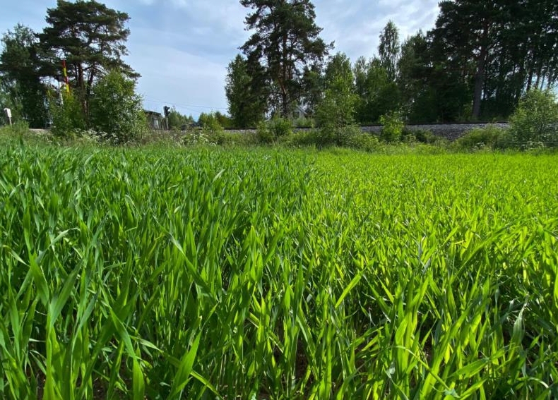 Sprøyta og usprøyta åker med tydelig fargeforskjell